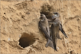 <p>BŘEHULE ŘÍČNÍ (Riparia riparia) - jižní Morava ---- /European sand martin - Uferschwalbe/</p>